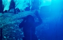 TarregaAlaskaEnelCementerio.jpg